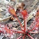 Drosera intermedia Lapas