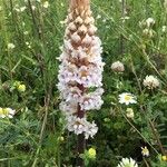 Orobanche crenata Kvet