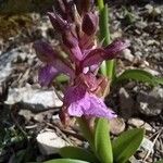 Orchis spitzelii Квітка