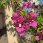 Bougainvillea glabra花