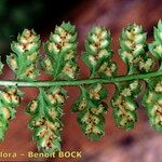 Asplenium foreziense Fuelha