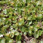 Salix herbacea 整株植物