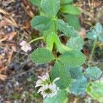 Trifolium hybridumFlors