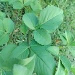 Bidens alba Leaf