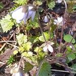 Hepatica nobilisFleur