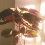 Coleus scutellarioides Leht