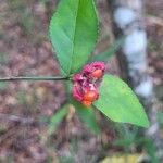 Euonymus americanus 葉