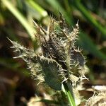 Helminthotheca echioides Fruit