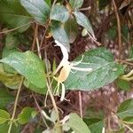 Lonicera japonica Õis