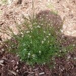 Cardamine flexuosa Агульны выгляд