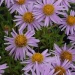 Aster likiangensis