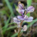 Lepidium nitidum Flower