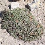 Oreopolus glacialis Hábito