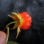 Rubus pentagonus Fruto
