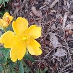 Hypericum patulum Flower