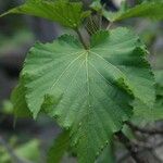 Dombeya acutangula Лист