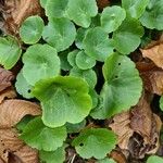 Umbilicus horizontalis Leaf