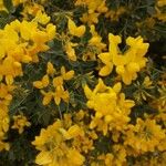 Coronilla valentinaFlors