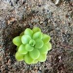 Pinguicula agnata Ліст