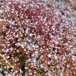 Sedum caeruleumÇiçek