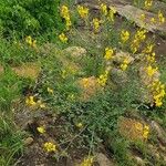 Crotalaria laburnifolia Habitatea