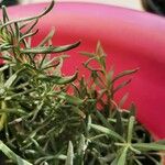 Lavandula angustifolia Листок