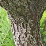 Malus sargentii Bark