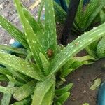 Aloe vera 叶