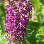 Teucrium hircanicum Flower