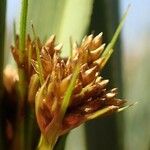 Cladium mariscus Fruit