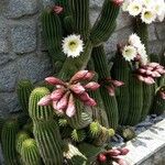 Echinopsis schickendantzii Hábito