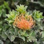 Leucospermum cordifolium Blüte