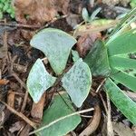 Cotyledon orbiculata Folha