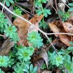 Galium sylvaticum Hábitos