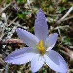 Crocus carpetanus Flower