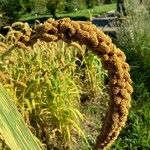 Setaria italica Fruit