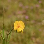 Lathyrus annuus Kvet