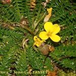 Morisia monanthos Hábito