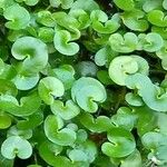 Heteranthera reniformis Leaf