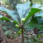 Clavija costaricana Leaf