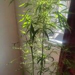 Cannabis sativa 葉