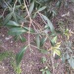 Lithraea molleoides Hoja