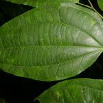 Cleidion castaneifolium Lehti