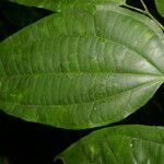 Cleidion castaneifolium Leaf