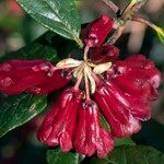 Rhododendron beanianum Virág