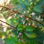 Ocimum carnosum Altul/Alta