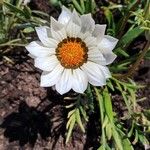 Gazania linearis Цветок