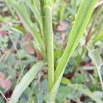 Paspalum scrobiculatum Leaf
