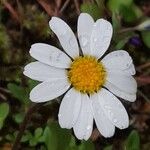 Leucanthemopsis alpina 花
