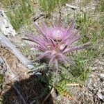 Cirsium foliosum برگ